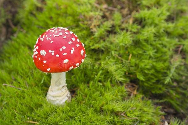 红色的毒菌蘑菇向明亮的绿色的苔藓