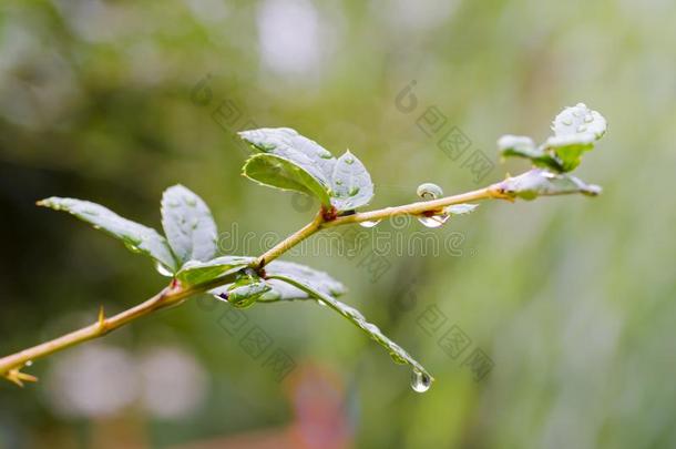 关-在上面<strong>照片</strong>关于树花瓣和雨<strong>落下</strong>和变模糊后面