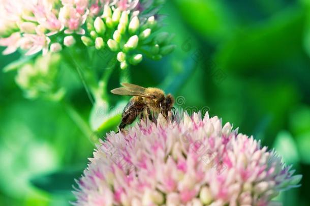 蜜蜂向粉红色的和白色的花园花关于景天属的植物