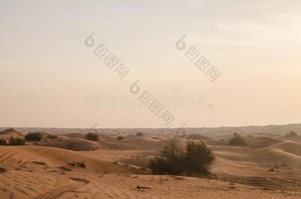阿拉伯的红色的沙漠沙丘和植物背景