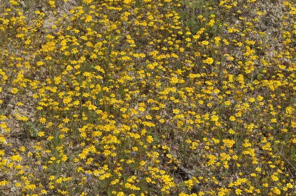 田关于黄色的碧海情缘采用<strong>满</strong>的花向沙漠地面