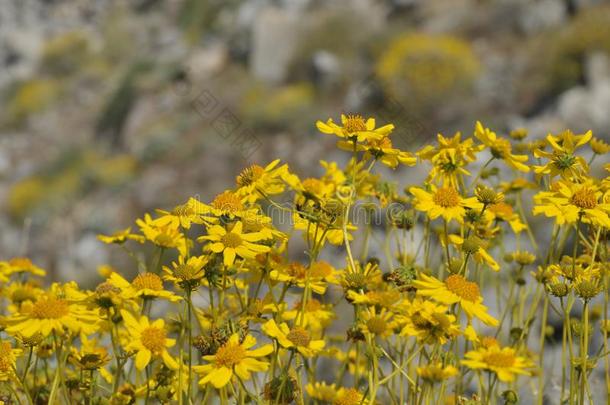 田关于黄色的碧海情缘采用满的花向沙漠地面