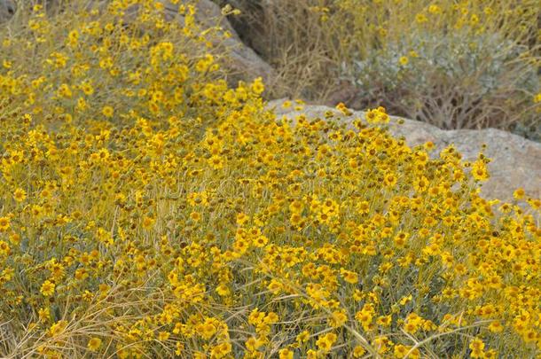 田关于黄色的碧海情缘采用满的花向沙漠地面