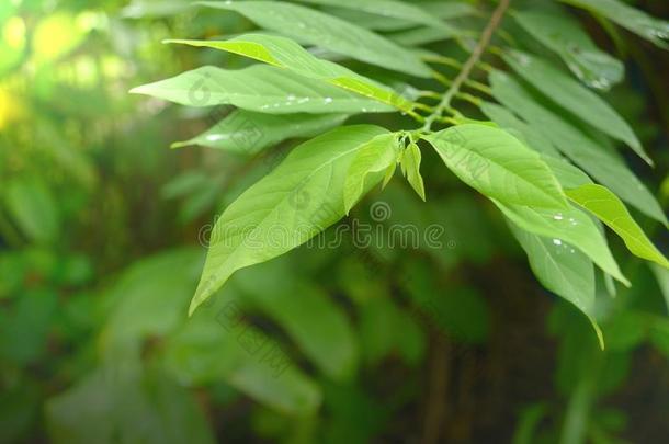 蛋奶糊苹果树叶特写镜头.