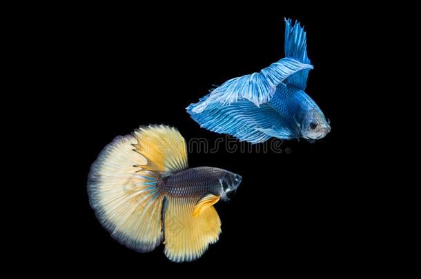 暹罗人黄色的和蓝色颜色战斗的鱼是战斗的
