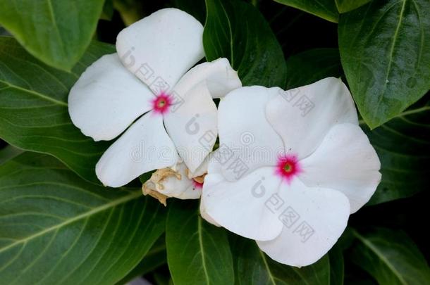 长春花属罗斯白色的,马达加斯加岛长春花,长春蔓洛莎