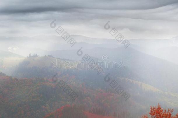 山毛榉树采用秋