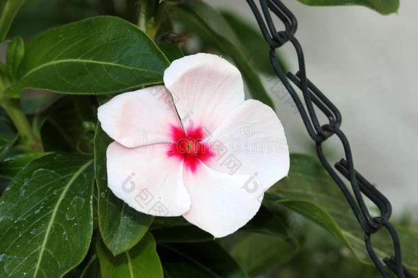 长春花属罗斯白色的,马达加斯加岛长春花,长春蔓洛莎
