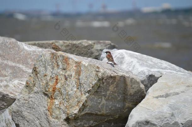 鸟向岩石