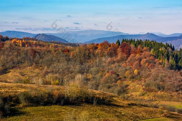 森林向一小山采用fr向t关于一mount一采用背脊