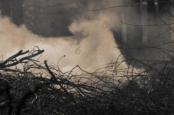 烟从燃烧的干的干燥的树枝.单色画照片.