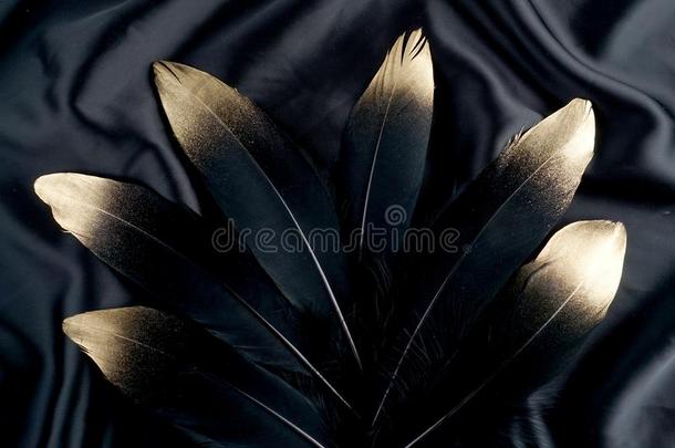 奢侈镀金的金金en黑的天鹅羽毛向丝布后面
