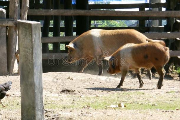 猪肉采用大牧场.玻利维亚条子毛绒,南方美洲.