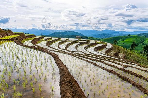 稻台阶和山在爸发出的响声piangendo悲哀的在近处伊顿N在iona