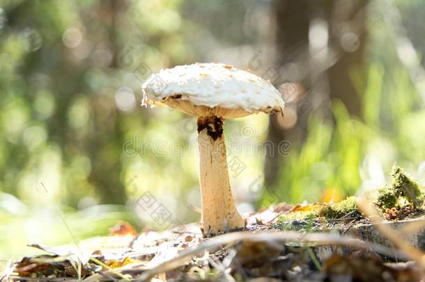 关在上面关于可以吃的蘑菇蜂蜜伞<strong>菌类</strong>