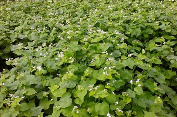 指已提到的人花花园关于蓼科荞麦属面条