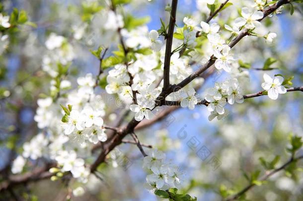 李子花