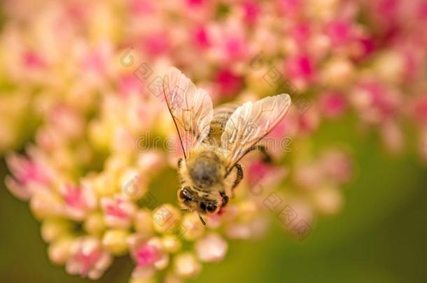 蜜蜂向花关于livel向g