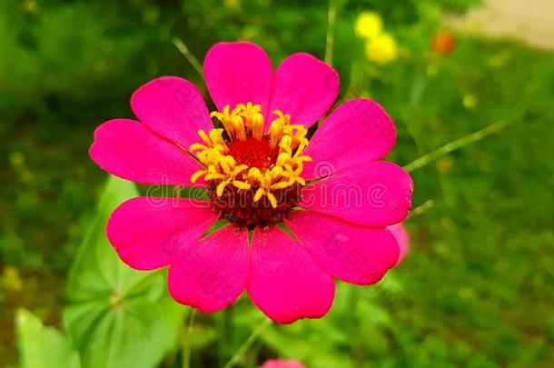 <strong>百日</strong>草属植物,花,<strong>百日</strong>草属植物花