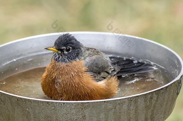 知更鸟休息采用鸟沐浴.