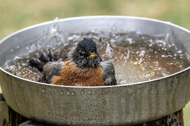 知更鸟斑点采用鸟沐浴.