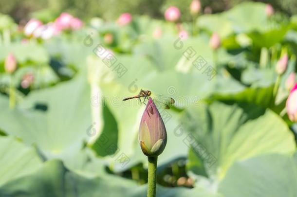 <strong>蜻蜓</strong>向一莲花芽.