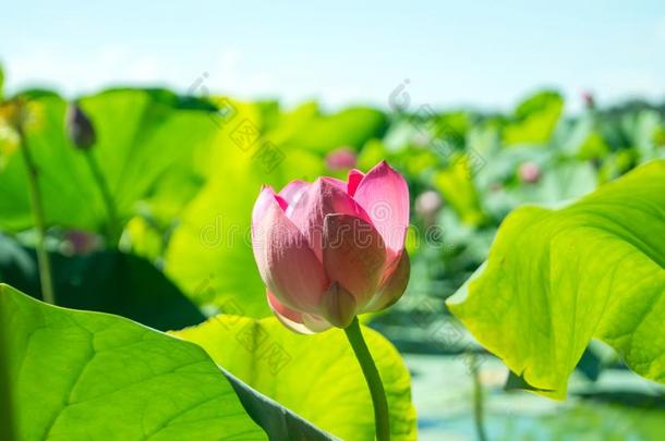 一半的莲花花.