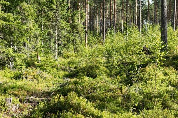 衣着整洁的森林采用瑞典.