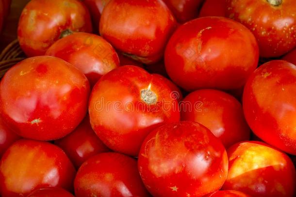 新鲜的精选的有机的红色的番茄