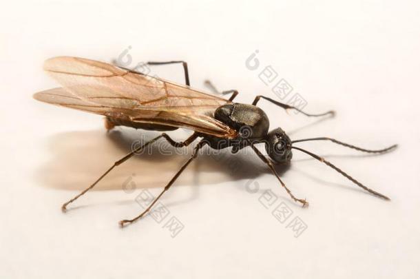 关-在上面照片有翼的蚂蚁向一白色的b一ckground