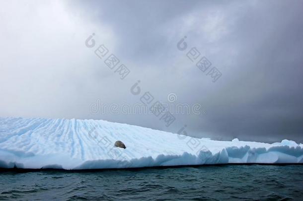 食蟹动物密封向冰大浮冰,<strong>南极</strong>的<strong>半岛</strong>