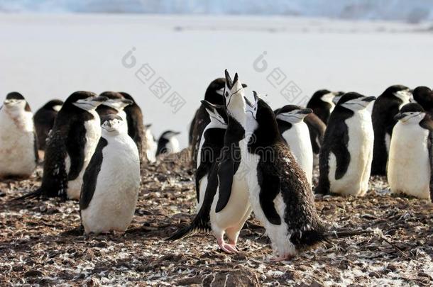 野生的妇女头巾企鹅,<strong>南极</strong>洲