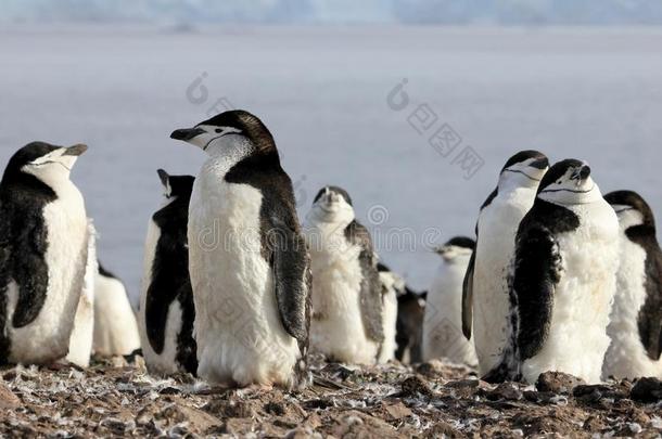 野生的妇女头巾<strong>企鹅</strong>,南极洲