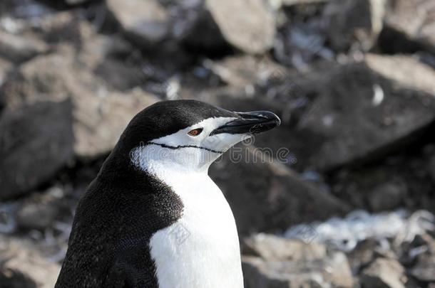 野生的妇女头巾企鹅,南极洲