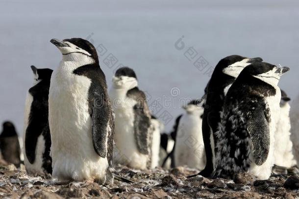 野生的妇女头巾企鹅,南极洲