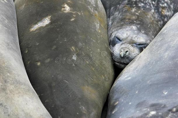 象海豹,象形海豹属莱昂娜,南极洲