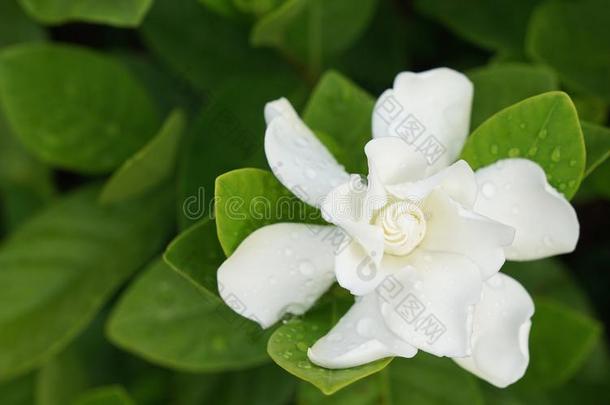 白色的栀子属植物花栀子属植物茉莉和雨落下