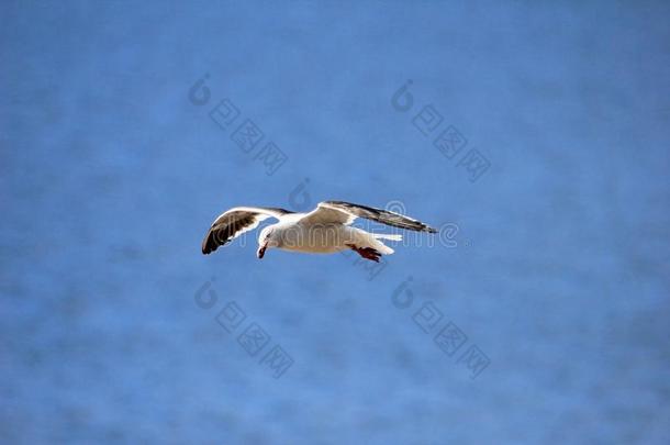 飞行的海豚鸥,福克兰岛