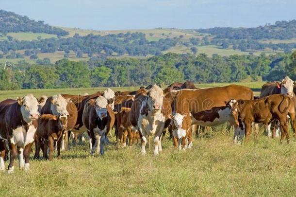 赫里福种的食用牛牛全景画澳大利亚