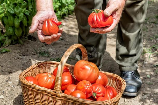 新近精选的有机的番茄采用指已提到的人篮