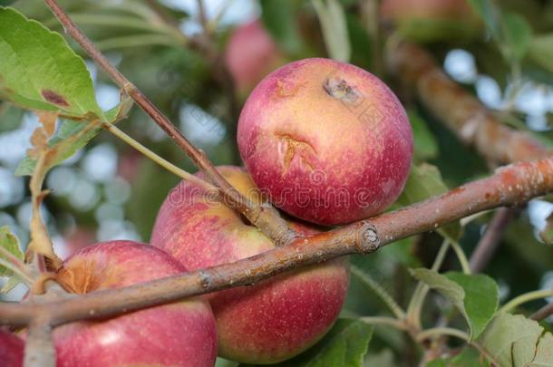 成熟的苹果在之前收获被损坏的在旁边冰雹石头