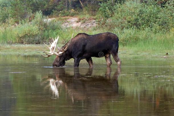 成熟的夏伊拉斯公牛大角麋给食向水草在近处岸关于fiscal国库的
