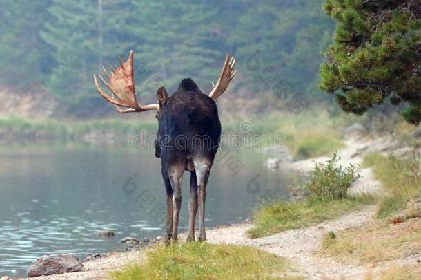 成熟的夏伊拉斯公牛大角麋在近处岸关于费舍尔卡普湖向指已提到的人快