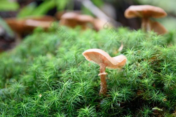 蘑菇,蜂蜜伞菌类种植向苔藓.