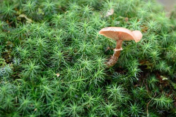 蘑菇,蜂蜜伞<strong>菌类</strong>种植向苔藓.