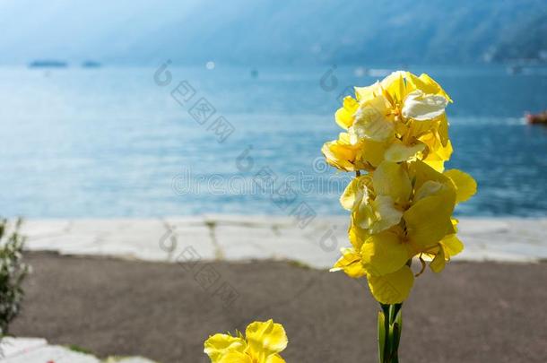 黄色的花采用前面关于湖和小船sail采用g和水反射的