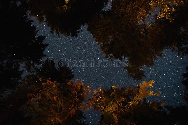 夜天通过指已提到的人树