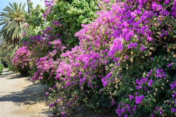 叶子花属花采用公园关于罗兹地貌名称城镇向罗兹地貌名称岛,Greece希腊