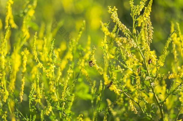 蜜蜂收集花粉从野生的植物│<strong>草木</strong>犀属,大家知道的同样地<strong>草木</strong>犀属植物