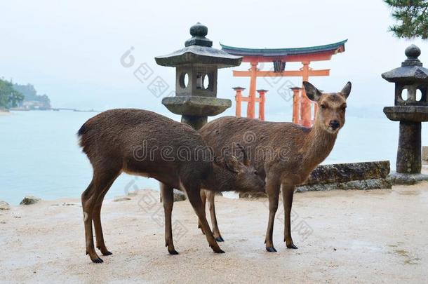 鹿向宫岛岛